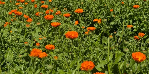 Calendula flowers blooming in the field